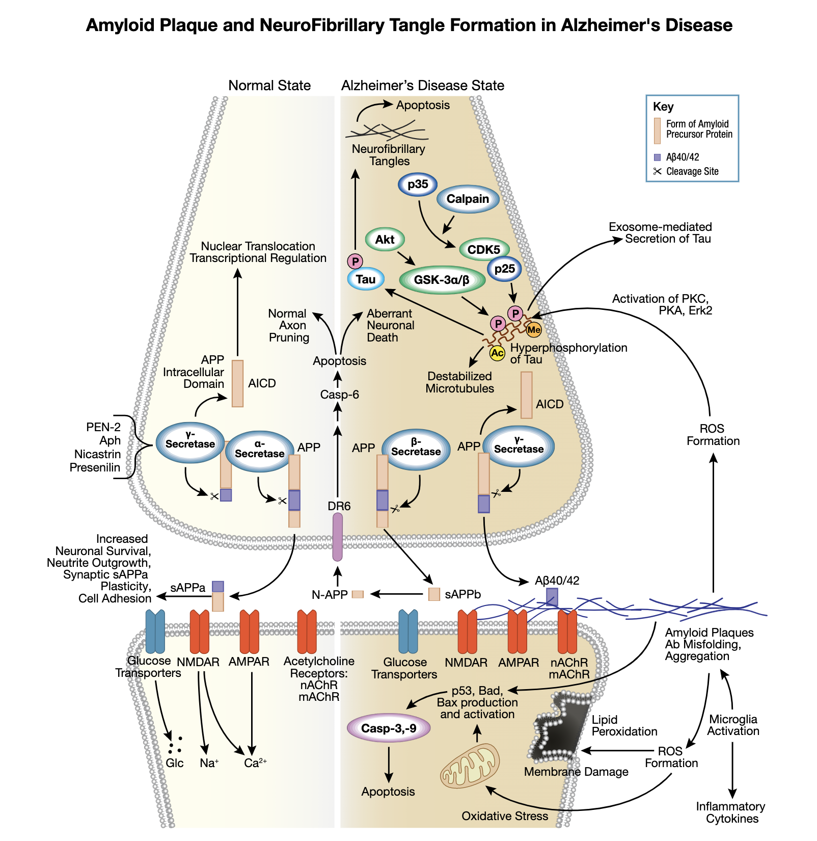 neurodegeneration-tau-protein-and-neurofibrillary-tangles